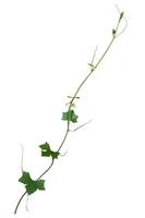 vine plant climbing isolated on white background. Clipping path photo