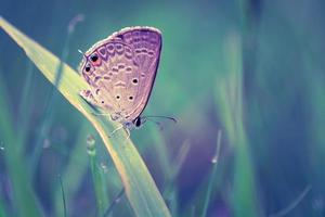 mariposa en hojas hierba en la mañana naturaleza primavera foto