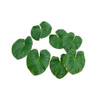 Plant tropical jungle leaves, The plant used design pattern, on white background, clipping path. photo