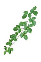 vine plant climbing isolated on white background with clipping path included. photo