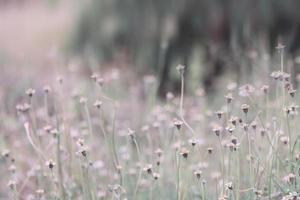 meadow flowers in soft warm light. Vintage autumn landscape blurry natural background. photo