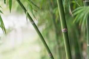 fondo de arbol de bambu foto