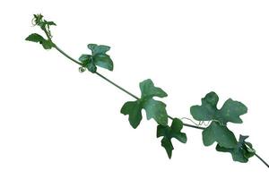 Isolated vine plant on white background. Clipping path photo