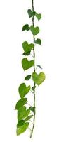 vine plant climbing isolated on white background. Clipping path photo