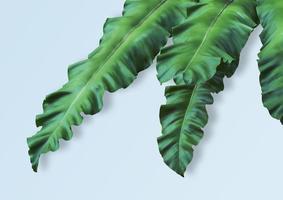 Tropical spring leaves, plant in blue background photo