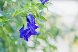 Pea Flowers plant nature blurred background photo