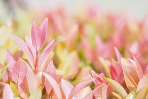 Nature Leaf plant with copy space using as background blank for design photo