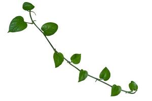 vine plant climbing isolated on white background with clipping path included. photo