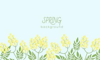 Botanical background with yellow mimosa flowers and leaves.. Backdrop with elegant flowering plants. vector