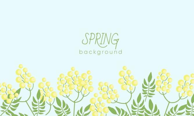 Botanical background with yellow mimosa flowers and leaves.. Backdrop with elegant flowering plants.