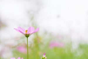 Pink of cosmos flower photo