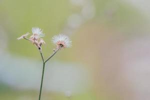 meadow flowers in soft warm light. Vintage autumn landscape blurry natural background photo
