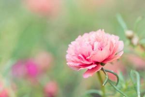 portulaca hermosas flores en suave luz cálida. fondo de naturaleza borrosa del paisaje otoñal vintage. foto