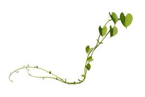 vine plants climbing isolated on white background. Clipping path photo