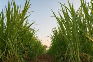 la hierba se planta para la alimentación animal. foto