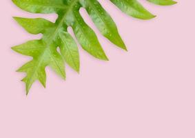 Tropical spring leaves, plant in pink pastel background photo