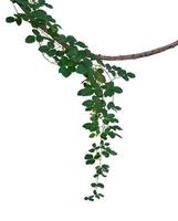 Vine jungle branches hanging. Climber isolated on white background with clipping path included. photo