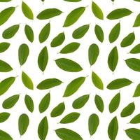 Isolated custard apple leaves seamless pattern in white background photo