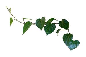 Betel, creeper plant isolated on white background with clipping path included. photo