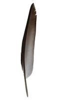 Feathered black isolated on white background with clipping path included. photo