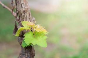 grape tree nature photo