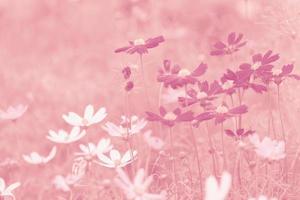 Pastel pink of cosmos flower photo