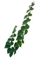 vine plant climbing isolated on white background. Clipping path photo