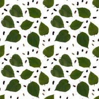 Isolated mulberry leaf seamless pattern in white background photo