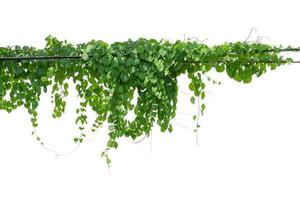 vine plant climbing isolated on white background. Clipping path photo