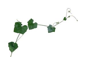 vine plant climbing isolated on white background with clipping path included. photo