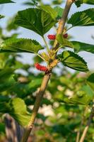 Mulberry tree outdoor photo