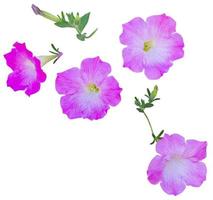 Plant pink flower isolated on white background with clipping path included. photo