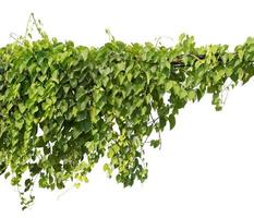 Isolated vine plant on white background. Clipping path photo