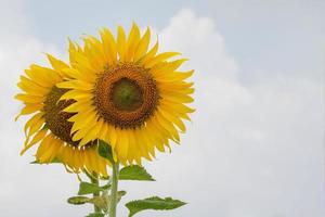 sunflower on blue sky with clouds background photo