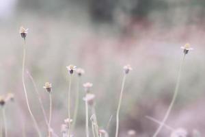 meadow flowers in soft warm light. Vintage autumn landscape blurry natural background. photo