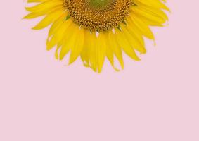 Sunflower on pink pastel background photo