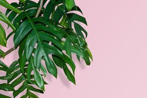 monstera leaf plant isolated on pink background with clipping path. photo