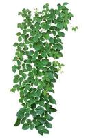 vine plant jungle isolated on white background. Clipping path photo