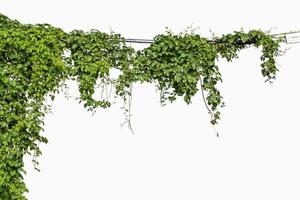 Plants ivy. Vines on poles on white background photo