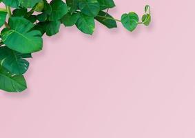 monstera leaf plant isolated on pink background with clipping path. photo