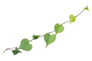 vine plant isolated on white background. Clipping path photo