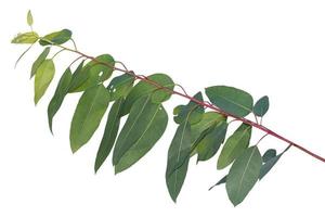 eucalyptus branch isolated on white background with clipping path photo