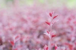 Red tree plant nature with copy space using as background for design photo