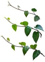 vine plant, betel climbing isolated on white background. Clipping path photo