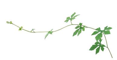 vine plant climbing isolated on white background. Clipping path photo