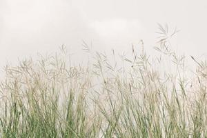 meadow flowers in soft warm light. Vintage autumn landscape blurry natural background photo