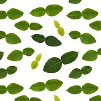 Isolated bergamot leaves seamless pattern in white background photo