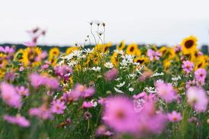 rosa del campo de flores del cosmos con cielo azul y fondo de nubes foto