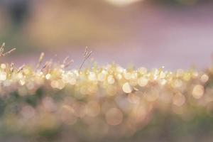 nature backgrounds, Spring morning dew on the grass photo