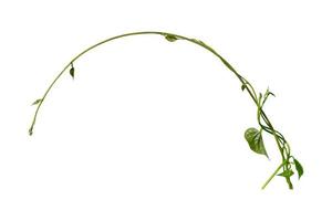 vine plants climbing isolated on white background. Clipping path photo